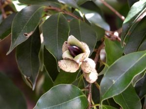 どんぐりのスダジイ