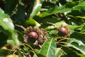 どんぐりのクヌギ