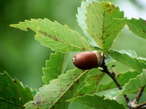 どんぐりのコナラ