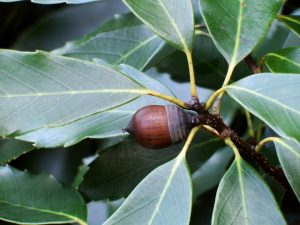 どんぐりのアラカシ