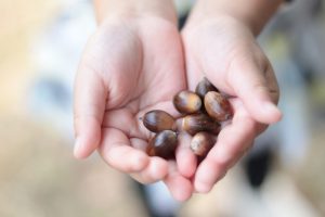 どんぐりを持つ子どもの手