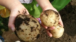 土付きじゃがいもを持つ子どもの手