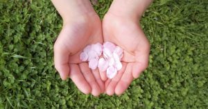 子どもの手のひら　桜の花びら