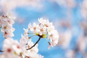青空と桜